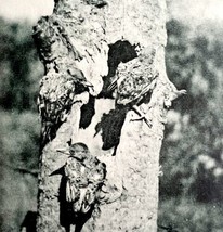 Flicker Woodpeckers Leaving Nest Bird 1902 Photogravure Antique Photo Print DWV4 - £23.97 GBP