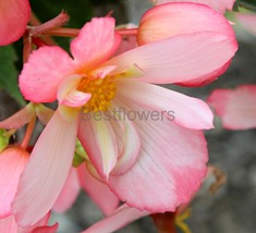 Pink and White Angel Wing Begonia - 8x10 Unframed Photograph - $17.50