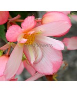 Pink and White Angel Wing Begonia - 8x10 Unframed Photograph - $24.21 CAD