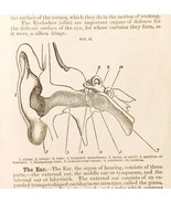 1893 Human Ear Canal Anatomy Wood Engraving Medical Art Cottage Physicia... - $19.99