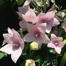 50 Seeds Platycodon Light Pink Balloon Flowers Perennial Flower Garden - £3.47 GBP