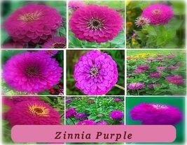 7517 zinnia purple pop thumb200