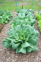 SHIPPED FROM US 500 Vates Collards Vegetable Collard Greens Seeds, LC03 - £11.99 GBP
