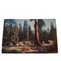 Postcard Giant Forest Village Sequoia National Park California Chrome Posted - £9.80 GBP