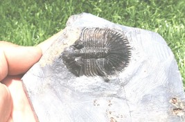 Item image 14