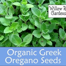 Organic Greek Oregano Seeds 50 Seeds Herbs Seeds Plant Fresh Seeds - £8.66 GBP