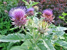 Fast Ship USA Seller 20 Cardoon Seeds Cynara Cardunculus - $11.80