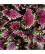 25+ Jurassic Jr Berry Swirl Rex Begonia Seeds | Exotic Foliage Plant - $16.50
