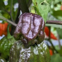 SEED-Unique Color &amp; Super Hot Purple Ghost Pepper Bhut Jolokia Anthocyanin Rich - $8.29+