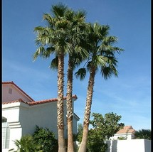 USA Seller 25 Mexican Fan Palm Tree Seeds Washington Robusta 012 Freshly... - £7.87 GBP