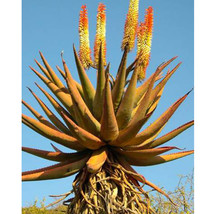 Worldwide Shipping 10Pcs Aloe Candelabrum Succulents Garden Plants Seeds - £15.18 GBP