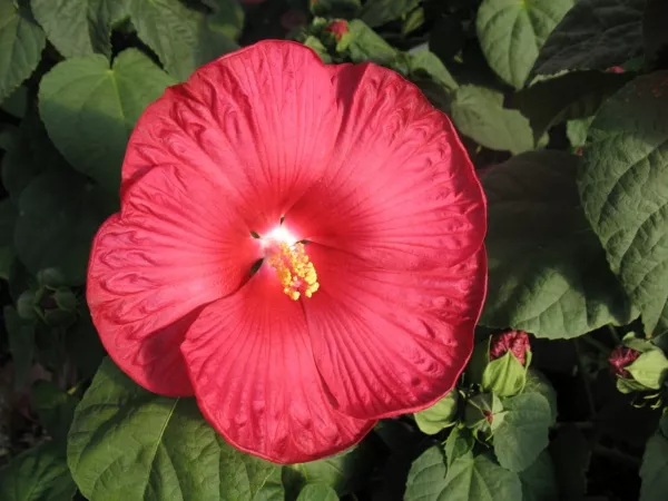 Hibiscus Seeds Luna Red Hardy Hibiscus 15 Seeds Perennial Seeds Fresh Seeds - £34.96 GBP