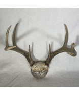 Vintage Whitetail Deer Antler Rack 8 Point Skull Cap Mount  Man Cave Tax... - £22.03 GBP