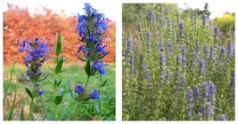 Hyssopus officinalis Hyssop Edible Showy Attracts Butterflies 4&quot; Pot - £35.35 GBP