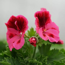 30 Geranium Seeds Pelargonium Seeds Hw96205 439 Fresh USA Shipping - £12.46 GBP