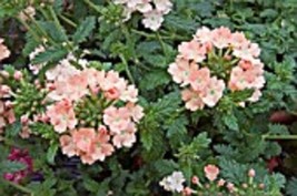 35 Verbena Coral With Eye Perennial Flower Seeds Deer ResistantFrom US - $8.35