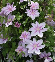 200 Seeds Climbing Clematis (not Bulb) Clematis Florida - $11.65