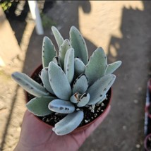 Kalanchoe tomentosa ‘Panda’ - Panda Plant 4” Pot - $185.15 MXN