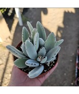 Kalanchoe tomentosa ‘Panda’ - Panda Plant 4” Pot - €8,46 EUR