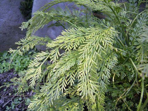 Asplenium prolongatum fern