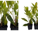 Top Seller - Gold Dust Croton - 2 Pack 3&quot; Pots - Colorful House Plant - $29.93