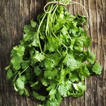 Cilantro/Coriander Fiesta Green Kitchen Garden Culinary Herb Non-Gmo 100... - £7.74 GBP
