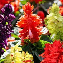 New Fresh Seeds 40 Salvia Sizzler Mix Perennial Drought Tolerant - $25.28