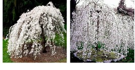 Live Plant - Weeping Cherry Tree - 6-12&quot; Tall Seedling - 3&quot; Pot - Ships ... - £54.51 GBP