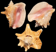 6&quot; to 8&quot;  Large Bahama Queen Pink Conch Nautical SeaShell Home Decor - $24.00