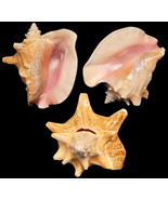 6&quot; to 8&quot;  Large Bahama Queen Pink Conch Nautical SeaShell Home Decor - $448.36 MXN