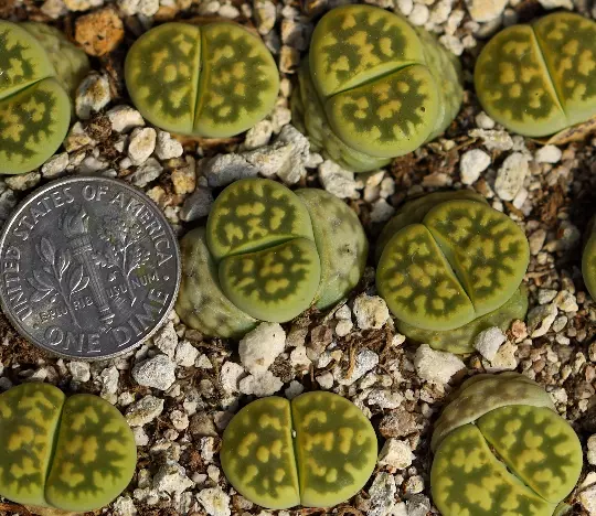 Plant -one- Lithops karasmontana Lerichegreen - $20.39