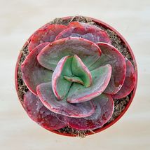 4&#39;&#39; Plant Live Echeveria Big Red Succulent Plant, Rooted Pot for Indoor Decor - £23.71 GBP