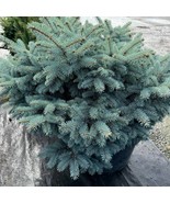 Picea Pungens Globosa Colorado Blue Spruce Live Plant 10 Inch Tall 1 Gal... - $137.90