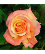 Heirloom Golden Pink Mixed Rose Flower - 20 Seeds - $5.75