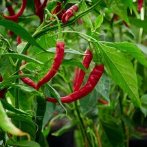 Premium Agri #4 Chili Seeds - Hot Pepper Gardening, Culinary Spice, DIY Salsa Ma - £5.59 GBP