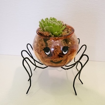 Spider Planter with Succulent, Halloween Pot, Sempervivum, Hens and Chicks image 5