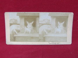 Vintage Antique 1800&#39;s Stereo Card - &quot;Who Are You?&quot; #19 - £11.67 GBP