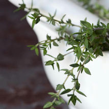 Ship From Us 2 G ~12,000 Seeds - Garden Thyme - NON-GMO - Culinary Herb, TM11 - £24.03 GBP