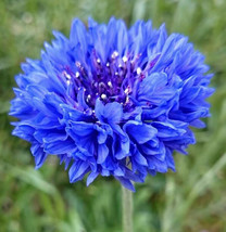 USA SELLER Blue Tall Bachelor Button Blue Cornflower Edible Wild Flower Free Shi - £9.61 GBP