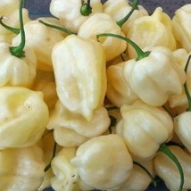20 White Habanero Pepper Seeds Fresh Fast Shipping - $3.36