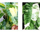 Burle Marx Albo Variegated Philodendron Small Rooted Starter Plant - $72.93