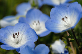 USA Non GMO Baby Blue Eyes Shade Flower 565 Seeds - £6.00 GBP