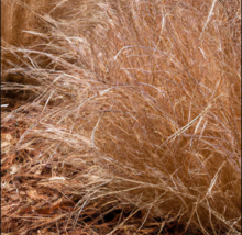 10,000 BULK PRAIRIE GRASS SEED - Fast Native, Drought &amp; Heat, EZ Ornamental - £5.25 GBP