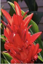 100 seeds  Canna Lily Seeds -Red Flowers- Easy To Grow - £5.50 GBP