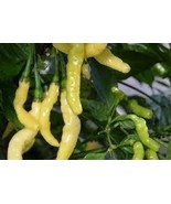 Aribibi Gusano Pepper Bolivian Chili Super Hot Caterpillar Pepper 100 PC... - $157.27 MXN