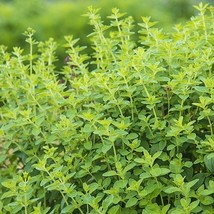 OREGANO 10 FRESH HERB SEEDS FREE USA SHIPPING - $2.23
