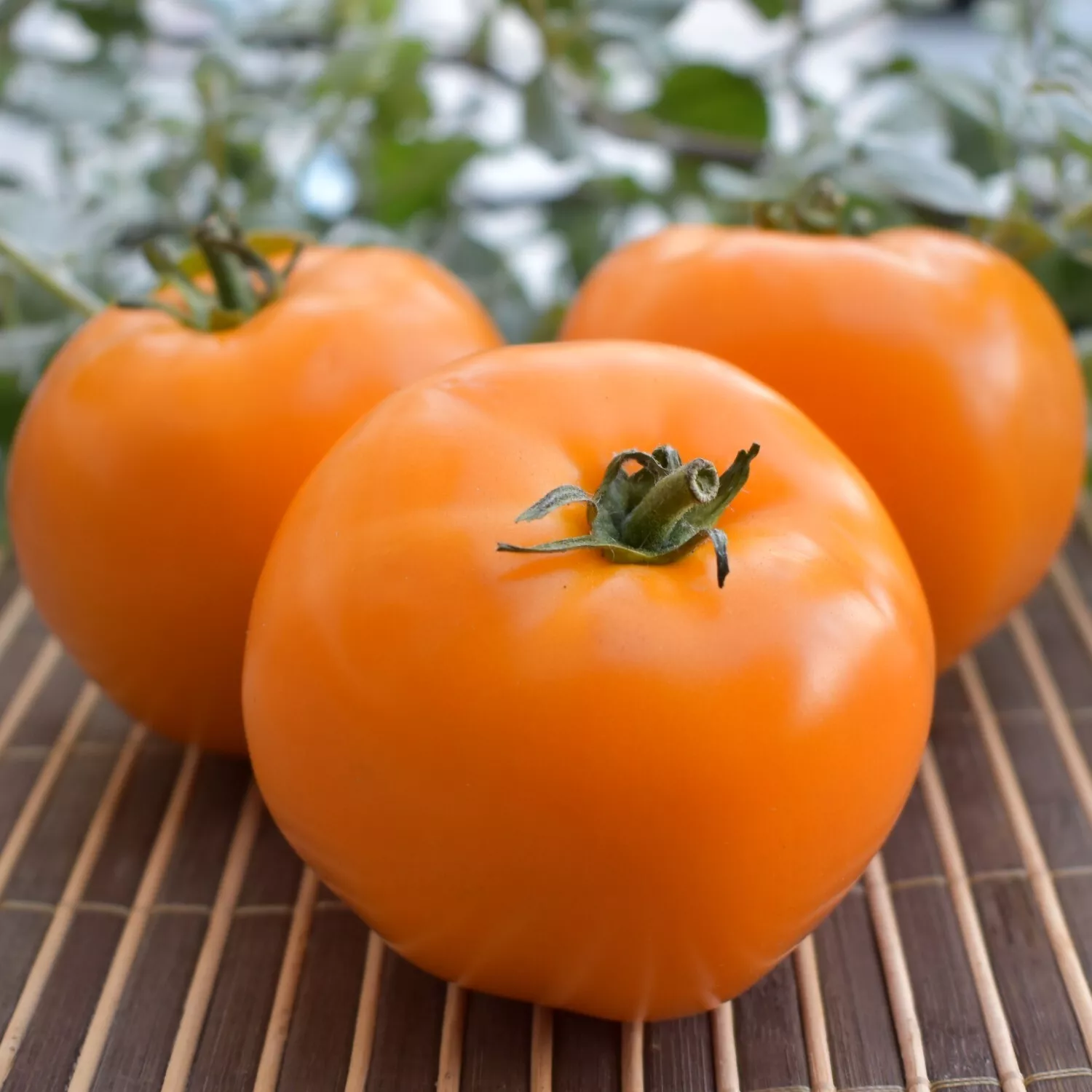 50 Seeds Woodle Orange Tomato Vegetable Fresh USA Fast Shipping - £13.11 GBP