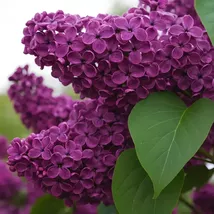 Charles Joy Lilac Seeds: Fragrant Heirloom Shrub - 25 Seeds - $13.95