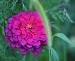 Zinnia Elegans Purple Prince Heirloom 20 Seeds Free Us Shipping - £7.22 GBP