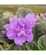 Ae Sharlene Fantasy African Violet Live Plant Young Pre Finished Starter... - $38.20